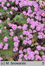 Armeria humilis (zawciąg jałowcolistny)
