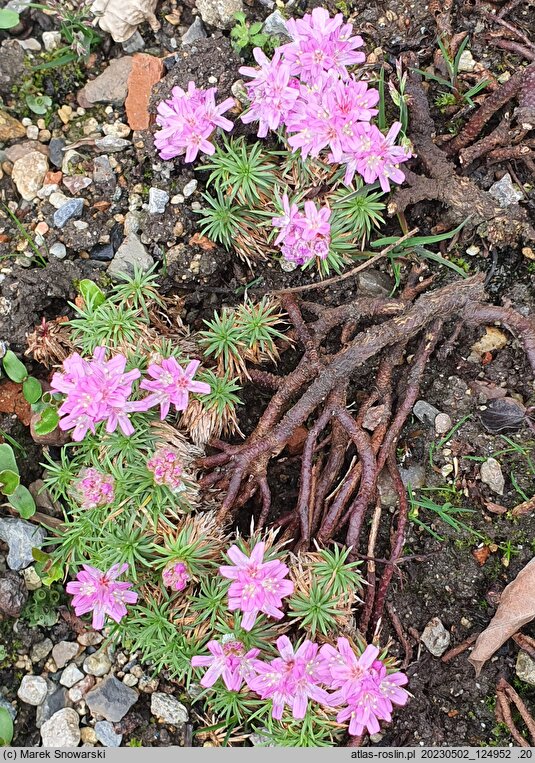 Armeria humilis (zawciąg jałowcolistny)