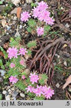 Armeria humilis (zawciąg jałowcolistny)