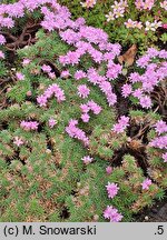 Armeria humilis (zawciąg jałowcolistny)