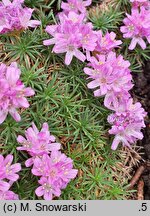 Armeria humilis (zawciąg jałowcolistny)