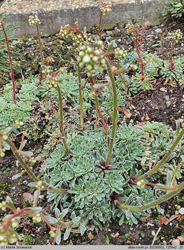 Saxifraga paniculata Portae