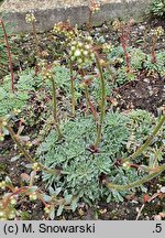 Saxifraga paniculata Portae