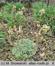 Saxifraga paniculata Portae