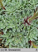 Saxifraga paniculata Portae