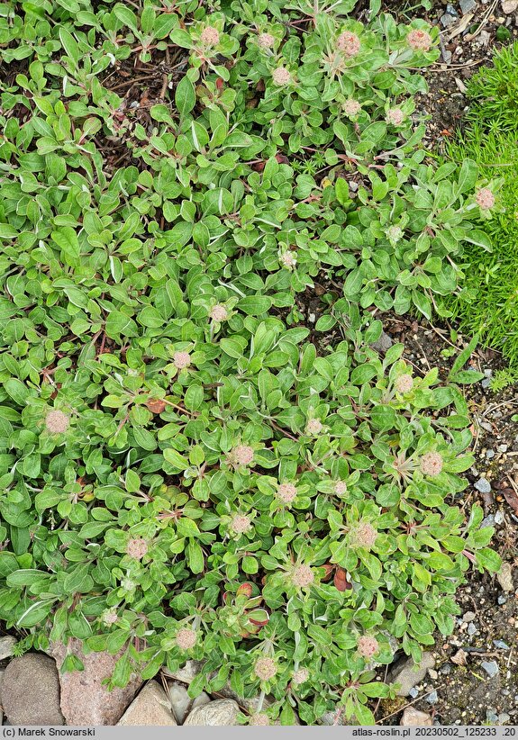 Eriogonum compositum