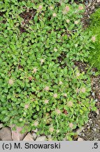 Eriogonum compositum