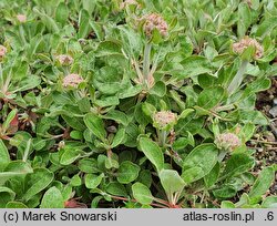 Eriogonum compositum