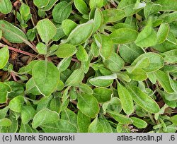 Eriogonum compositum