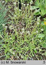 Antennaria plantaginifolia (ukwap babkolistny)