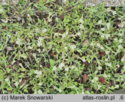 Antennaria plantaginifolia (ukwap babkolistny)