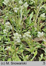 Antennaria plantaginifolia (ukwap babkolistny)