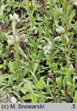 Antennaria plantaginifolia (ukwap babkolistny)