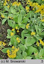 Primula auricula (pierwiosnek łyszczak)
