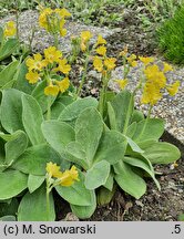 Primula auricula (pierwiosnek łyszczak)