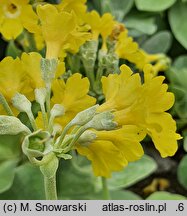 Primula auricula (pierwiosnek łyszczak)