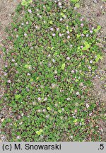 Androsace sempervivoides (naradka rojnikowata)