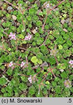 Androsace sempervivoides (naradka rojnikowata)