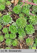 Androsace sempervivoides (naradka rojnikowata)