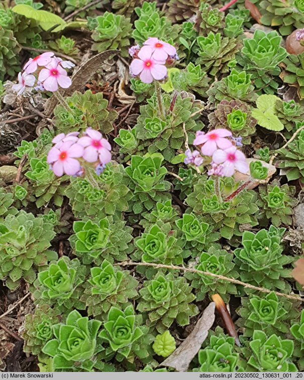 Androsace sempervivoides (naradka rojnikowata)
