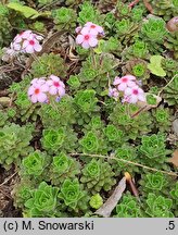 Androsace sempervivoides (naradka rojnikowata)