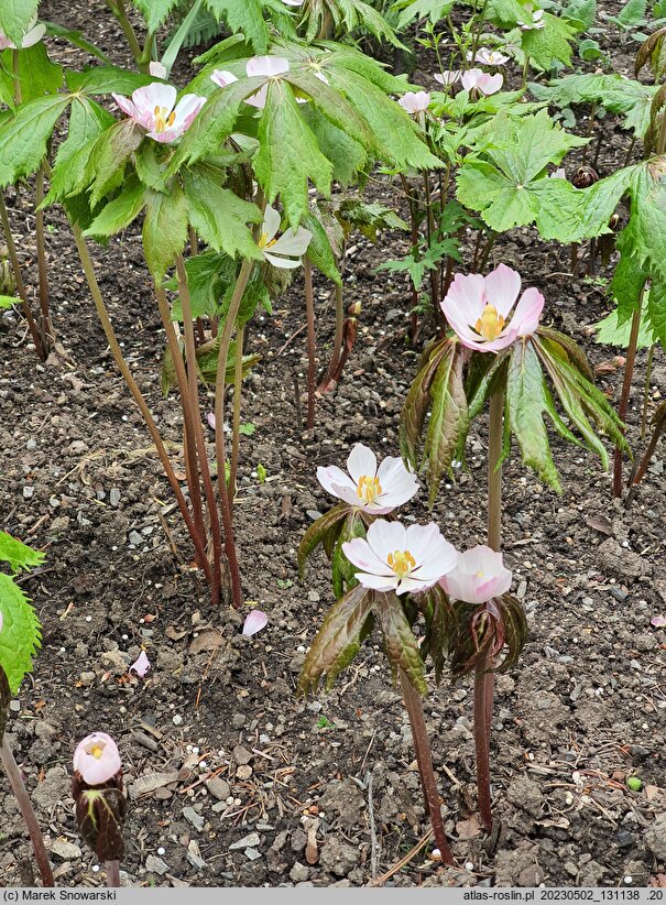 Podophyllum emodi (stopowiec himalajski)