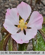 Podophyllum emodi (stopowiec himalajski)