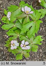 Podophyllum emodi (stopowiec himalajski)