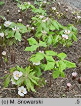 Podophyllum emodi (stopowiec himalajski)