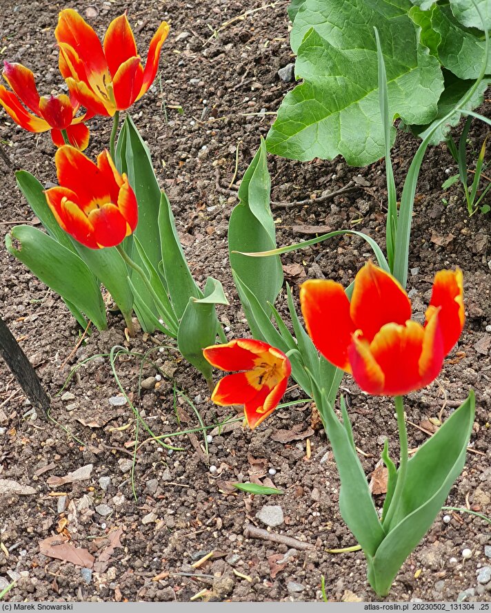 Tulipa suaveolens (tulipan pachnący)