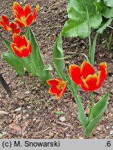 Tulipa suaveolens (tulipan pachnący)