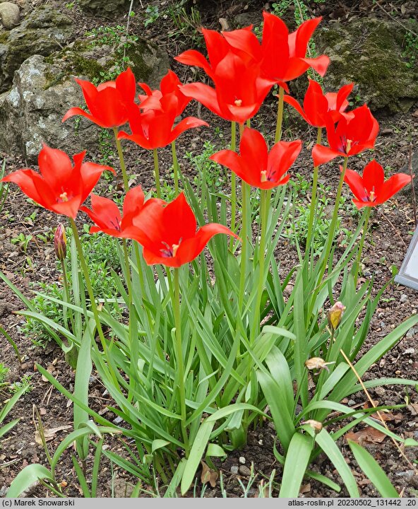 Tulipa linifolia (tulipan lnolistny)