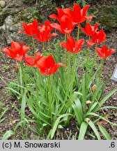 Tulipa linifolia (tulipan lnolistny)