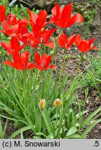 Tulipa linifolia (tulipan lnolistny)
