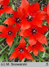 Tulipa linifolia (tulipan lnolistny)