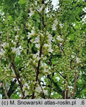 Xanthoceras sorbifolium (kasztanek jarzębolistny)