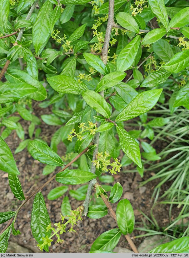 Orixa japonica (oriksa japońska)