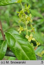 Orixa japonica (oriksa japońska)