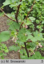 Ribes cereum