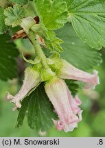 Ribes cereum