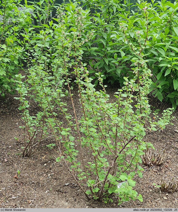Ribes cereum