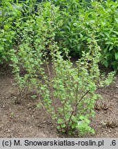 Ribes cereum