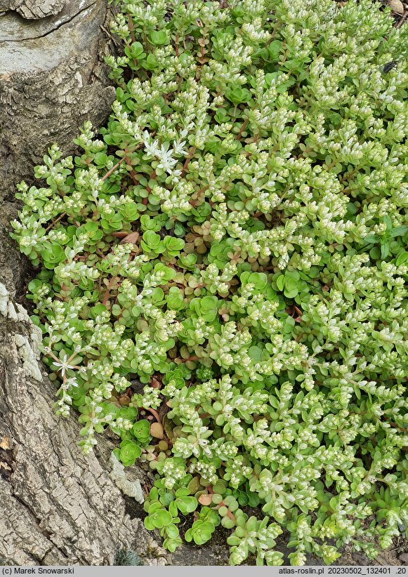Sedum ternatum