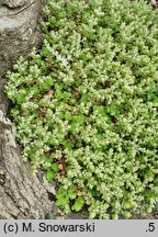 Sedum ternatum