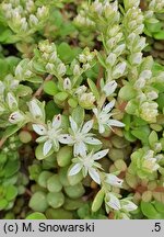 Sedum ternatum