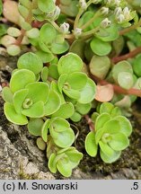 Sedum ternatum