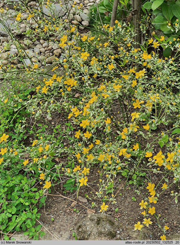 Kerria japonica Picta