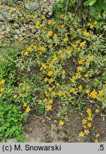 Kerria japonica Picta
