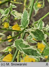 Kerria japonica Picta