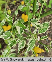 Kerria japonica Picta